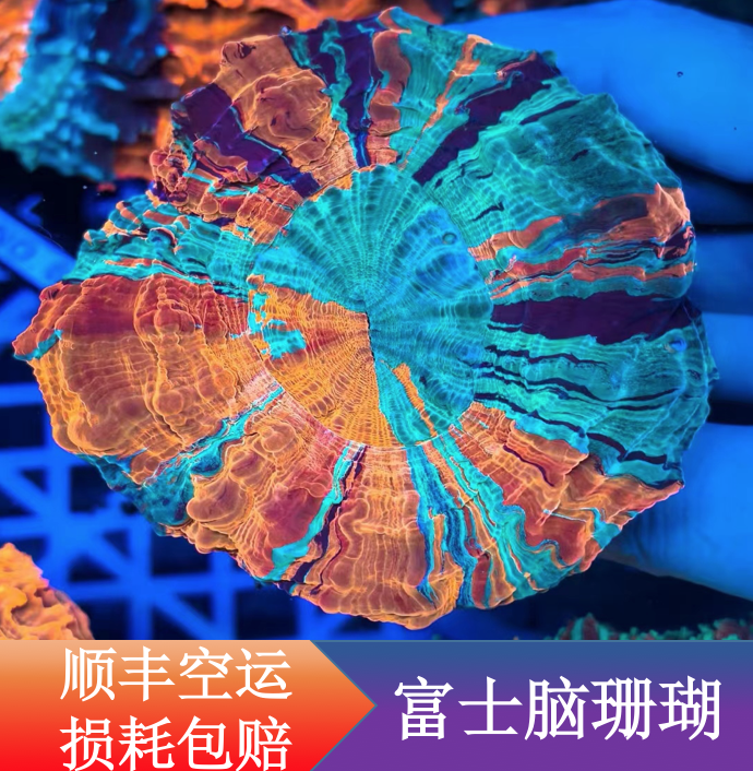 富士脑珊瑚油彩富士脑珊瑚 lps软体绚丽多彩珊瑚海水缸活体脑类
