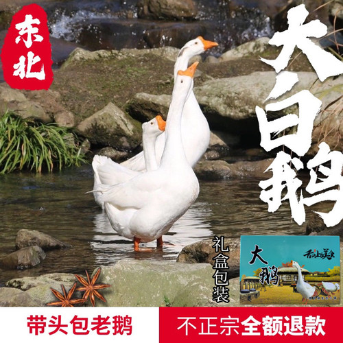 东北散养大鹅土鹅现杀鹅肉新鲜大鹅送礼笨鹅铁锅炖大鹅顺丰包邮