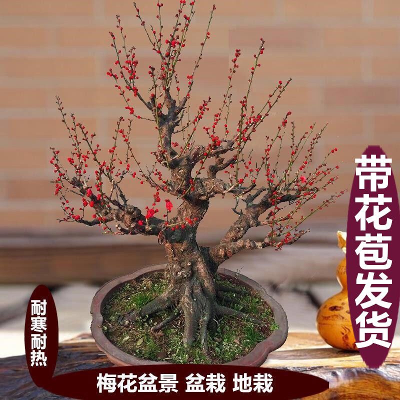 带花苞发货)梅花树苗梅花盆栽红梅盆景乌梅绿梅腊梅花卉绿植盆栽