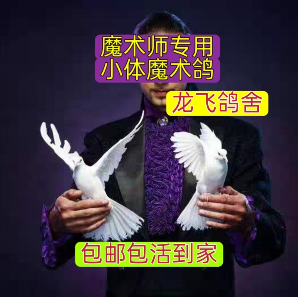 纯白色魔术鸽浅灰种公母青年美国小体表演鸽子活幼鸽子宠物观赏鸟
