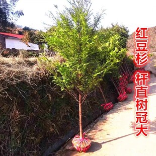 红豆杉树苗大树公母正宗南方名贵树庭院阳台地栽盆栽盆景绿植花卉