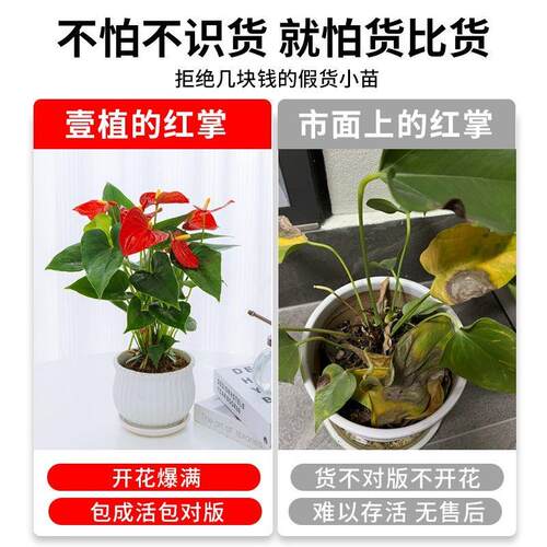 红掌盆栽带花大叶大花室内驱蚊植物客厅水培绿植鸿运当头四季花卉