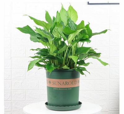 客厅大型吸甲醛四季常青花卉植物