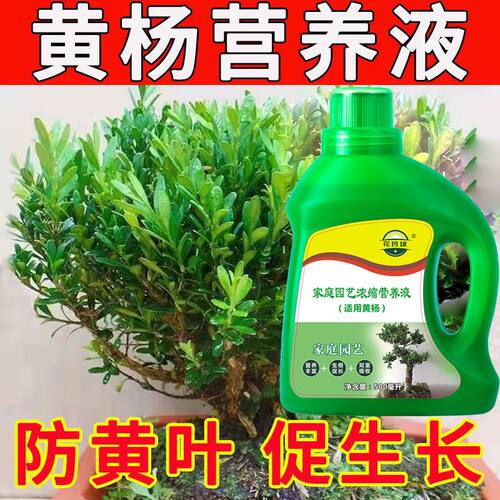黄杨专用营养液治黄叶促生根