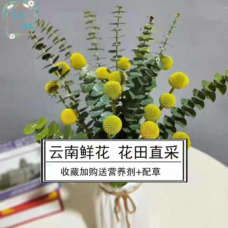 云南直发尤加利叶黄金球混搭花束家居摆设装饰网红鲜花礼物包邮|ruв категории доставка цветов/цветок моделирования/растения садоводства, доставка цветов (город) - от Buy2taobao.com для оказания профессиональной услуги покупки агента Taobao