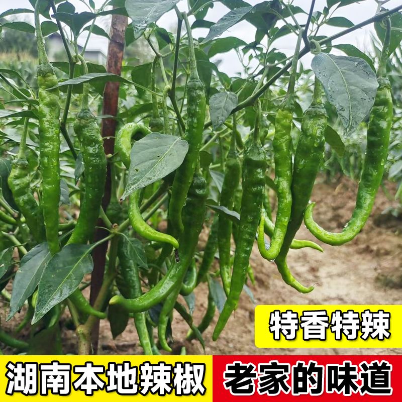 湖南本地青辣椒新鲜现摘
