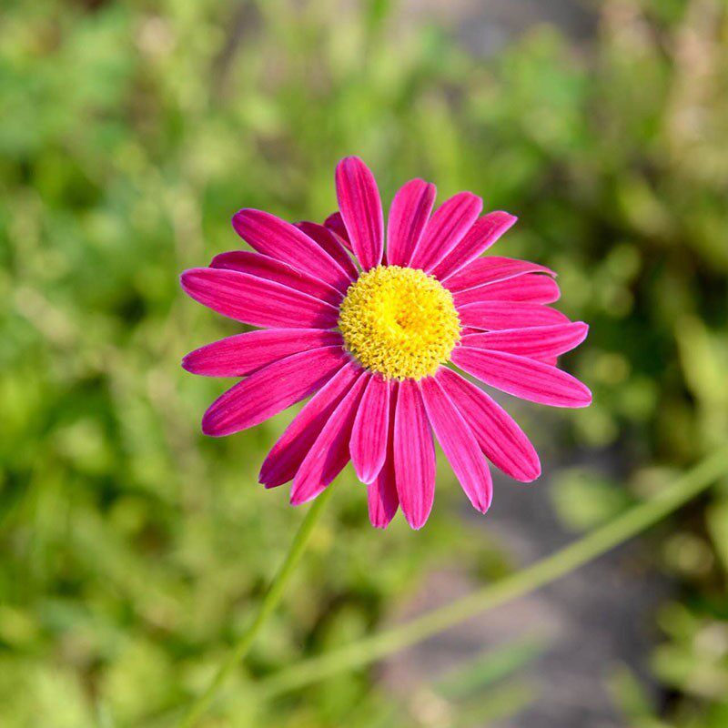 除虫菊种子驱蚊草驱虫菊花多年生混色花种籽子四季播种室内外植物