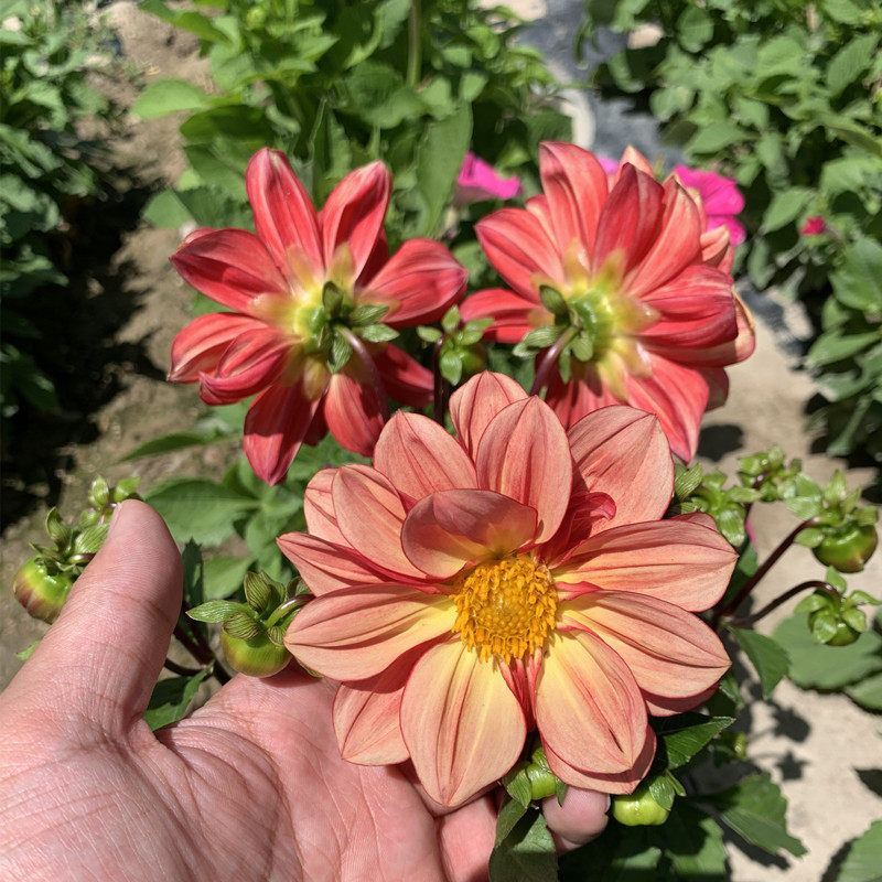 四季易活小丽花种子开花不断花籽