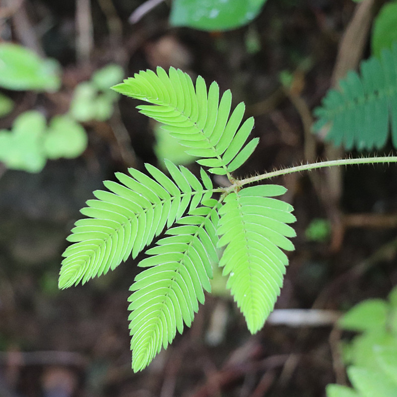 四季播种易活观赏植物花卉含羞草