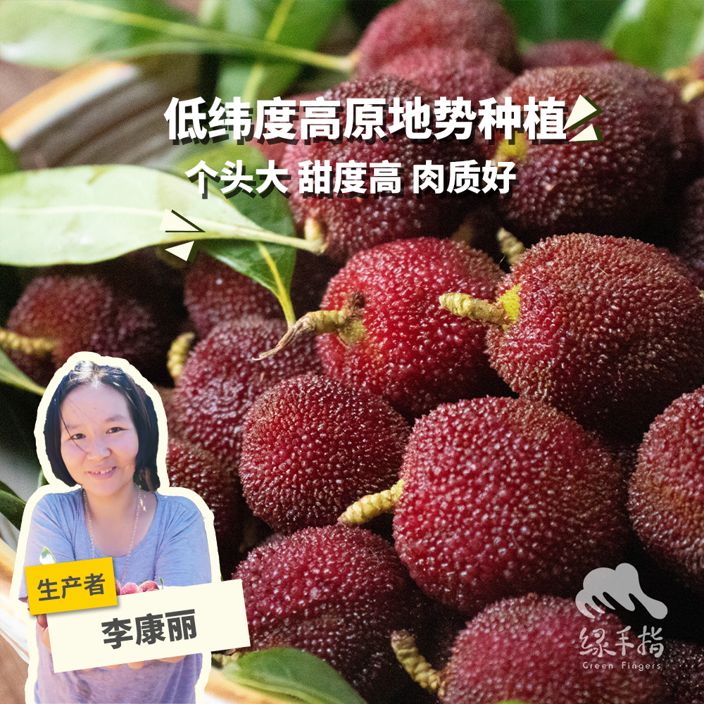 生态东魁杨梅 1.5kg/3kg 绿手指份额农园
