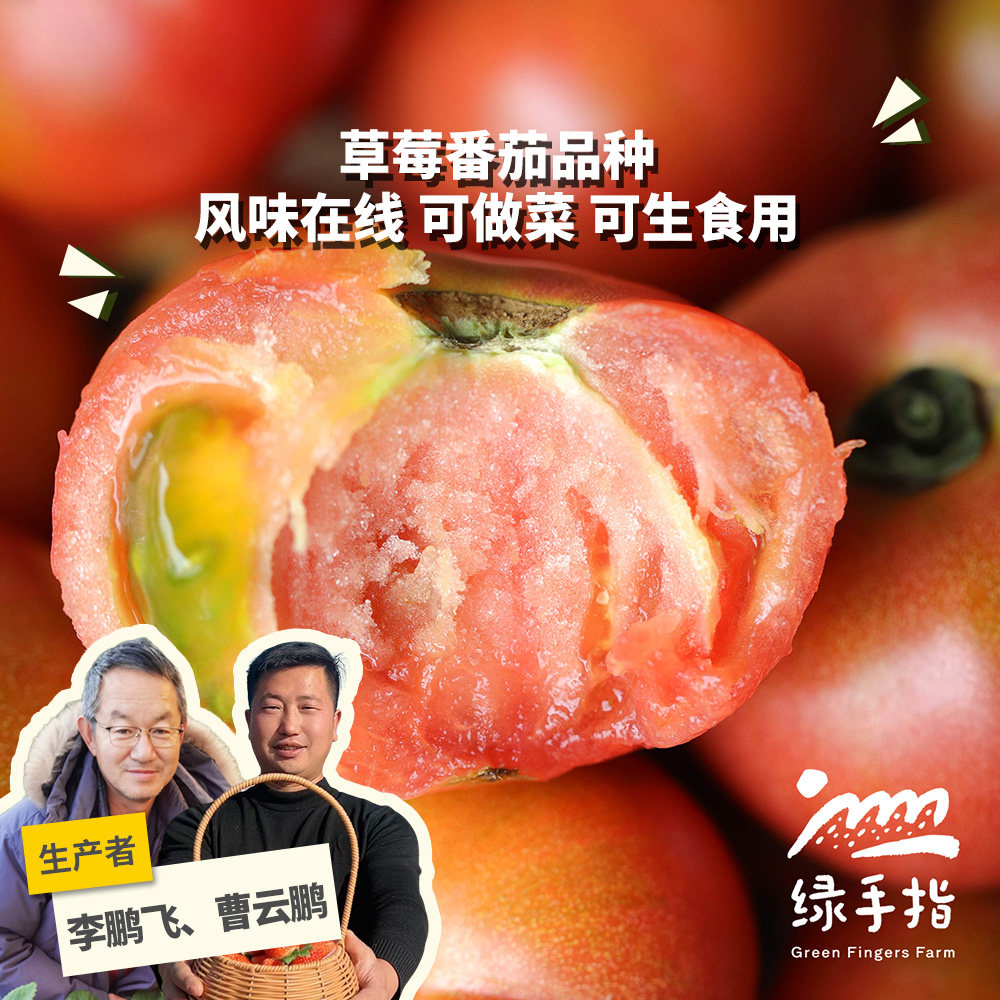 生态/有机草莓西红柿 3斤/5斤 河北/河南  绿手指份额农园