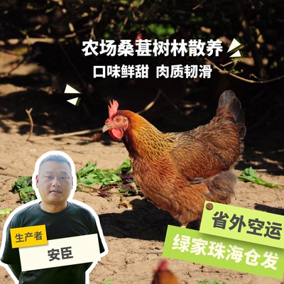 绿手指广东清远新鲜麻鸡顺丰包邮