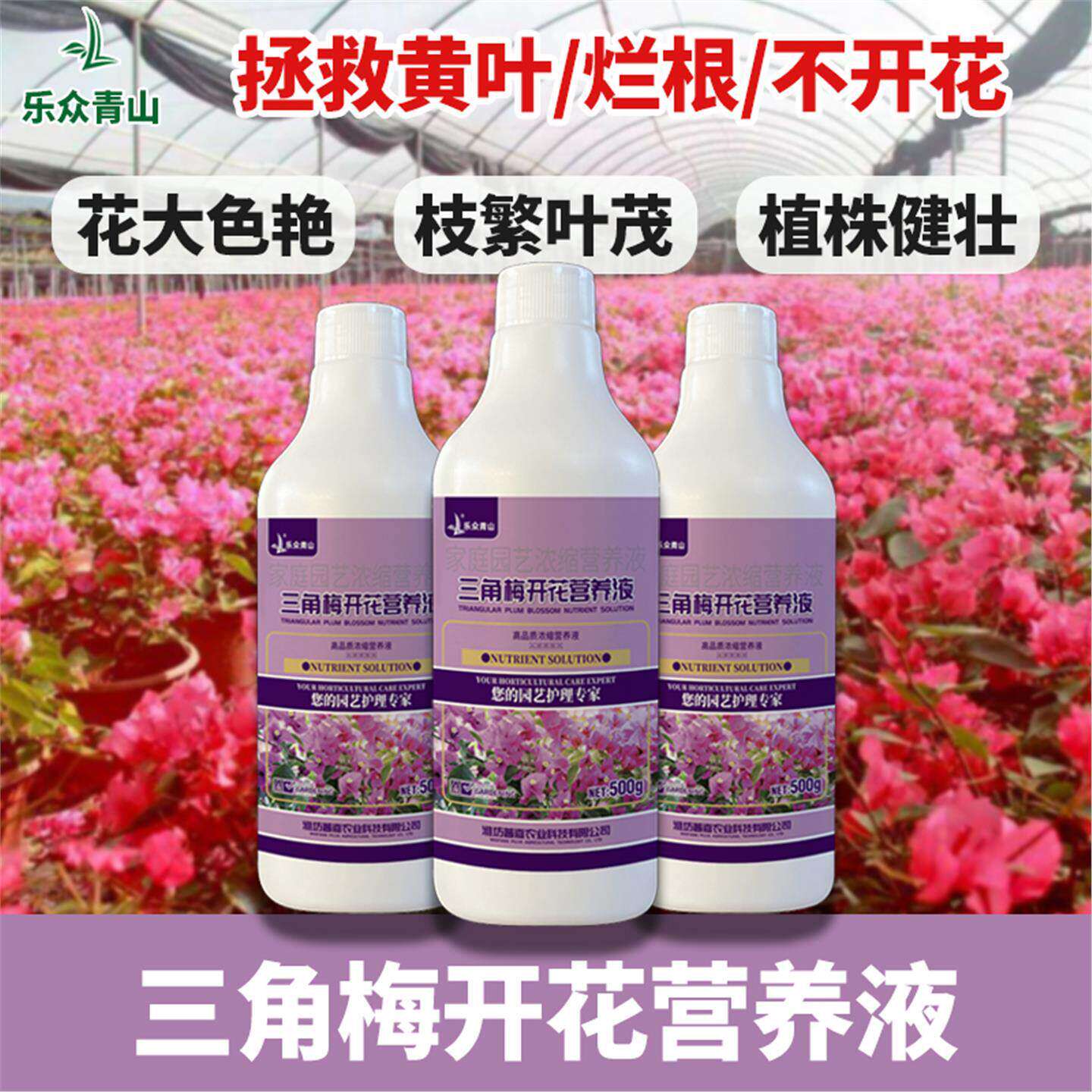 乐众青山【19.9元2瓶】【三角梅开花营养液】梅花专用促花爆花