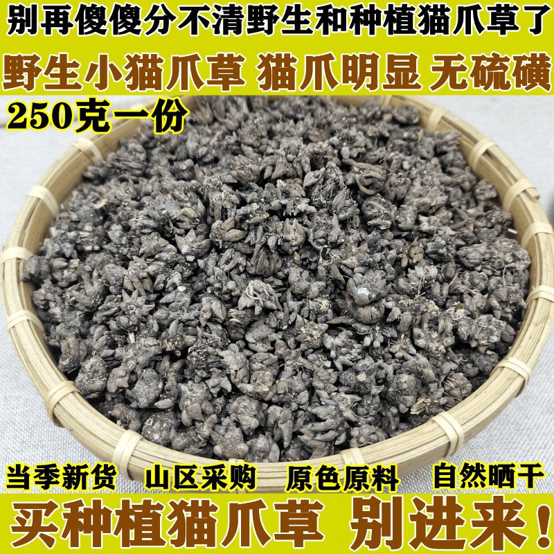 野生药材中猫爪草散结茶作用搭夏枯草新鲜猫抓草药粉胶囊非同仁堂