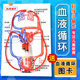 儿童认识人体器官血液循环模型教具图初中生物小学生医学实验器材