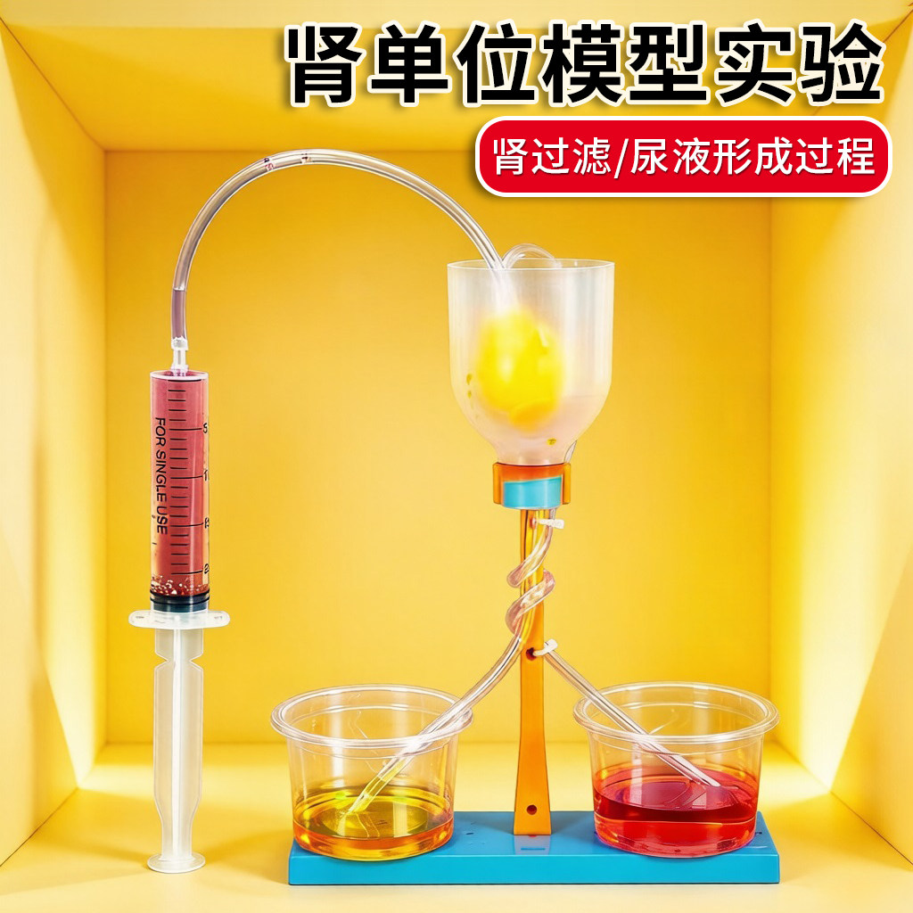 肾单位模型材料包儿童科学小实验初中生物尿液形成肾小球过滤教具