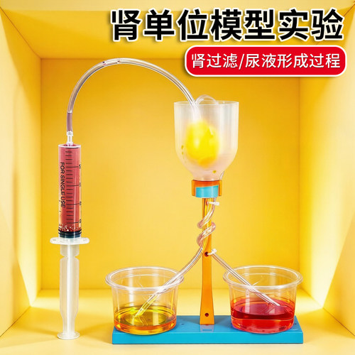肾单位模型材料包儿童科学小实验