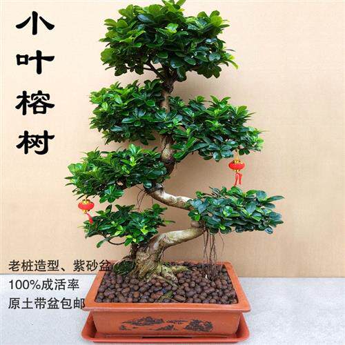 榕树盆景老桩大型家放盆栽植物客厅树木盆栽门前绿植小叶榕树桩