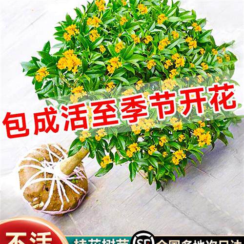 树木盆栽桂花树四季青植物户外绿植庭院家养花期超长的花卉院子种