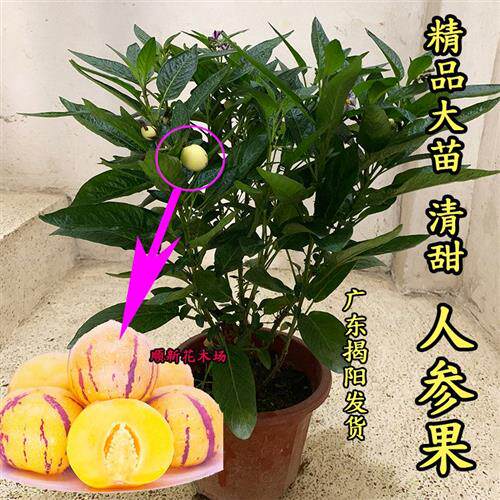 客厅盆栽果树人参果南方四季家里植物阳台庭院好养当年结绿植装饰