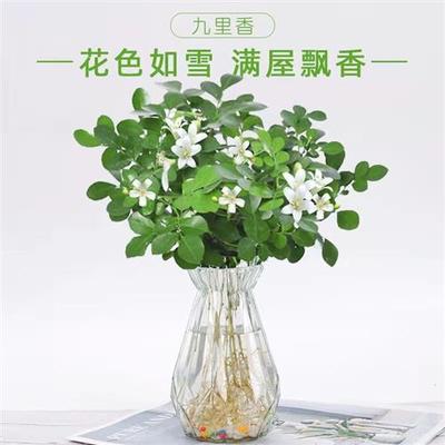 九里香水培禄植盆栽无土纯植物适合放卧室的绿植驱蚊虫花草高端的