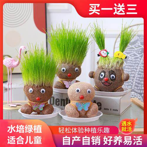 长草头发娃娃头桌上小盆栽头上的教室绿植儿童养植物浇水幼儿园