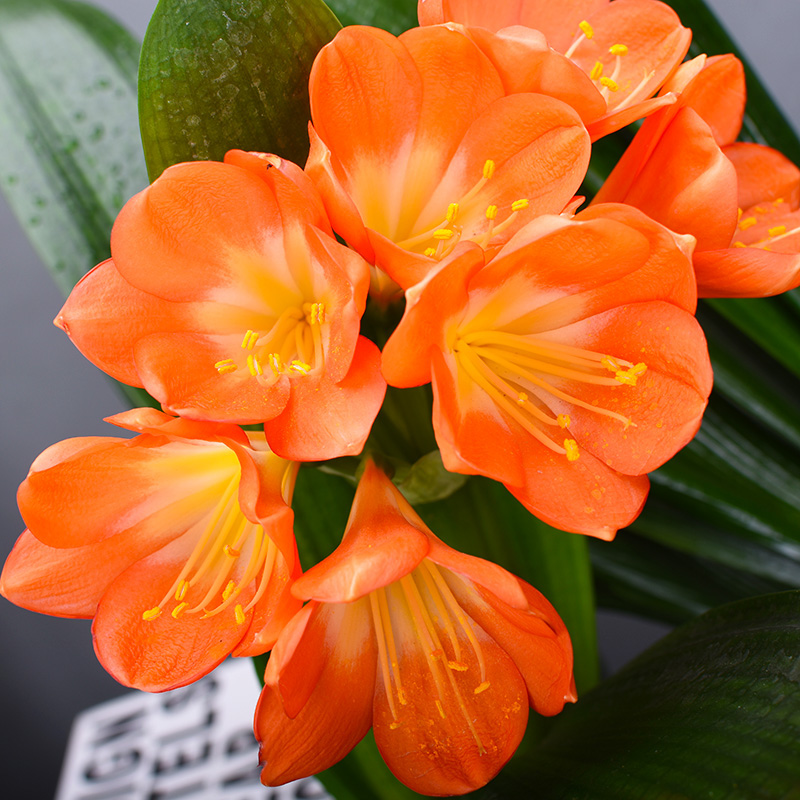 高档办公客厅绿植吸甲醛君子兰