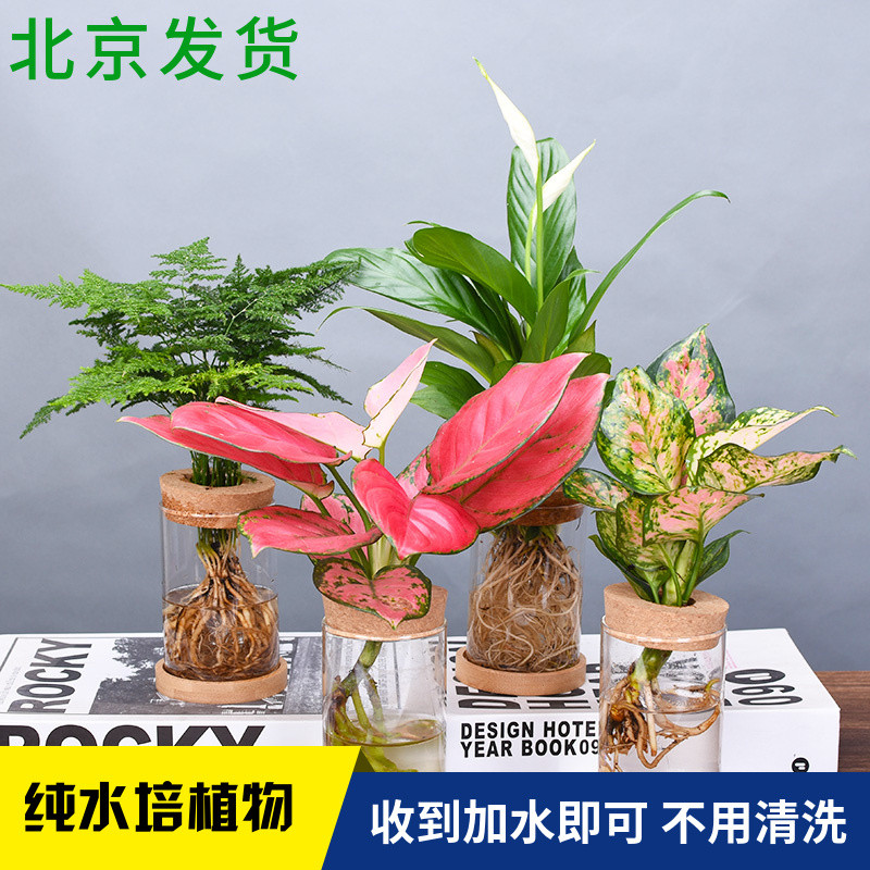 吉利红白掌文竹防辐射绿萝盆栽