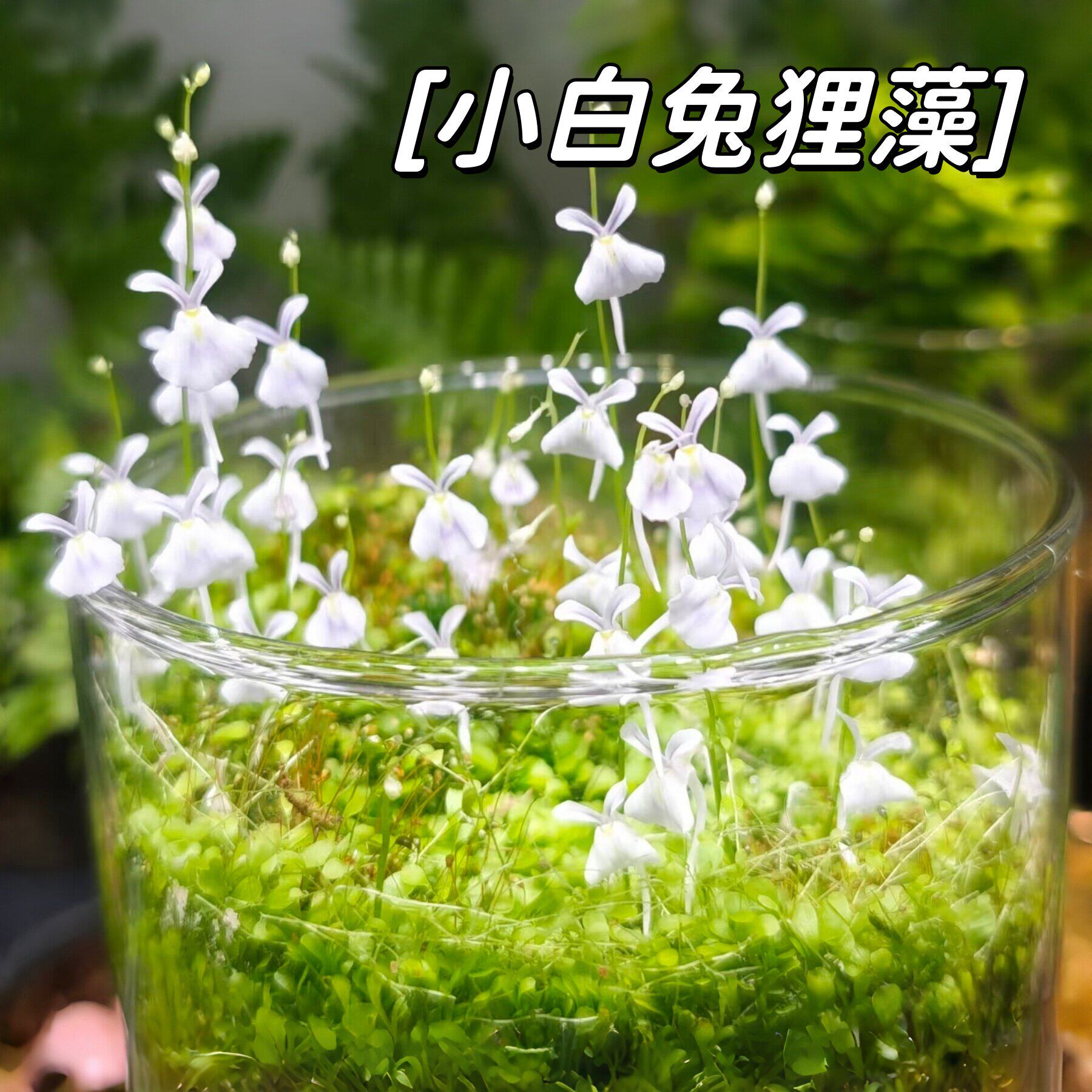 小白兔狸藻种子多年生耐阴室内阳台盆栽新手小白易活易种桌面绿植
