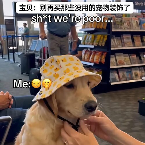 猫咪狗狗露耳渔夫帽夏季