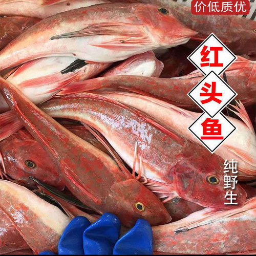 新鲜红头鱼红娘鱼红绣鞋鱼海鱼