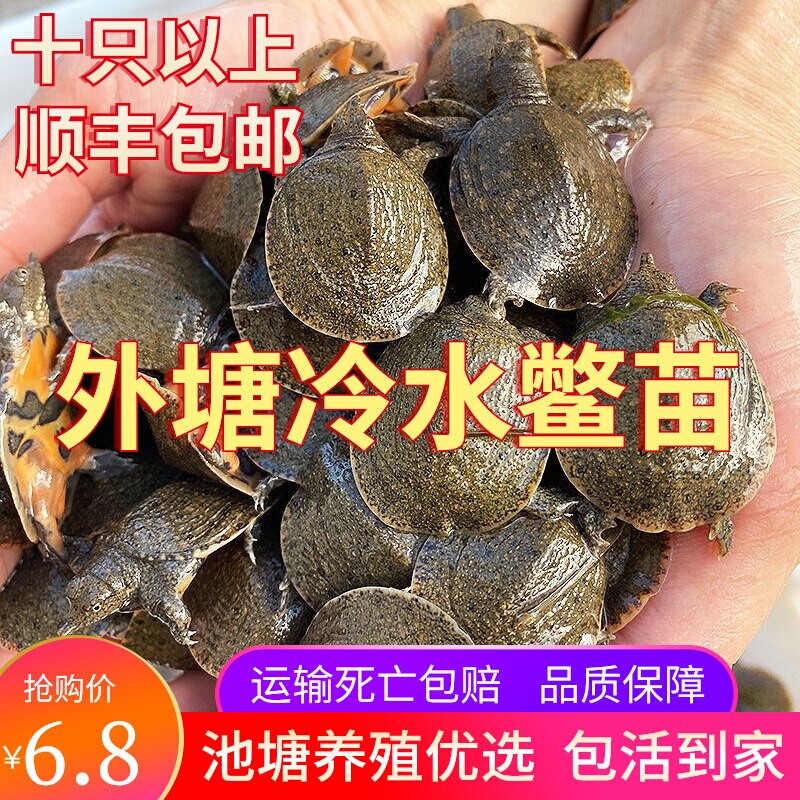 小甲鱼苗活体外塘养殖甲鱼团鱼水鱼王八苗中华鳖苗包活养殖地直发