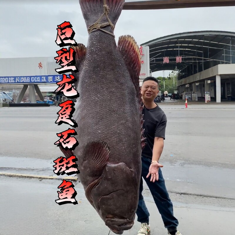 满汉全席昆仑鲍甫食材龙趸鱼皮石斑鱼皮天然干货滋补品海鲜海味