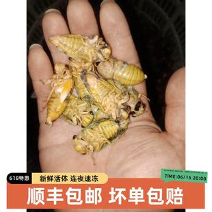 100只24年嫩知了白知了猴嫩蝉鲜嫩脱壳白蝉银蝉嫩金蝉蛹爬蚱爬叉