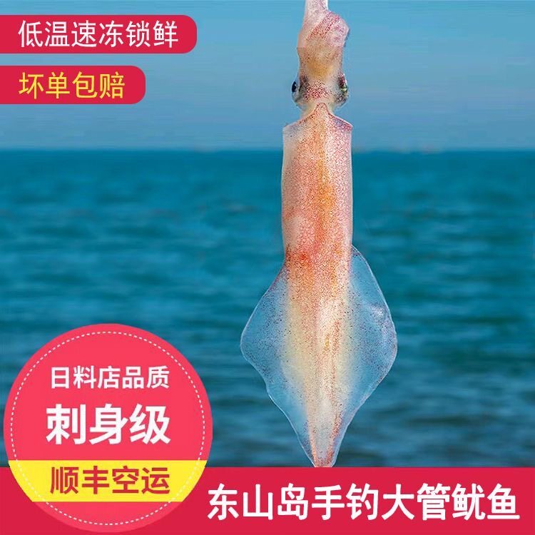 鱿鱼火箭管活冻新鲜手钓大管刺身礼盒送礼酒店料理店用东山岛海鲜