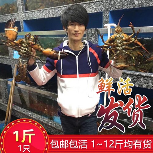鲜活波士顿龙虾超大波龙海鲜