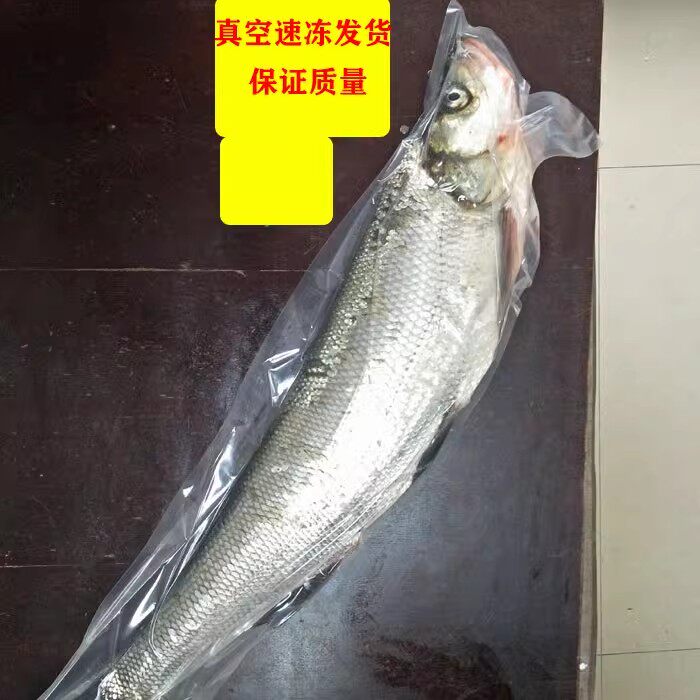 新鲜翘嘴鱼翘嘴白鱼大翘嘴鱼刁子鱼大白刁大白鱼淡水鱼养殖2斤/只
