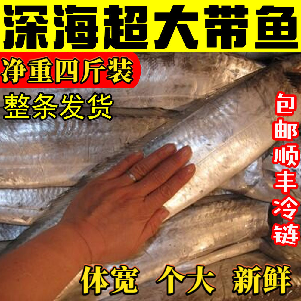 带鱼新鲜冷冻特级大白刀鱼钓