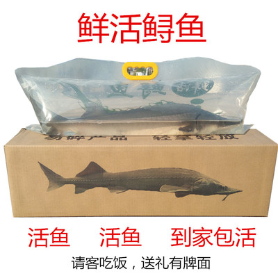 活鱼到家3斤礼品鲟鱼鲟龙鱼新生鲜海鲜活体中华食用鲟活鱼淡水产