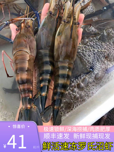 鲜活罗氏虾沼虾螺丝虾河虾