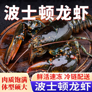 活冻波士顿龙虾大波龙速冻大龙虾生冻海鲜水产新鲜大波龙特大龙虾