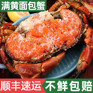 面包蟹螃蟹冷冻梭子蟹海蟹黄金蟹