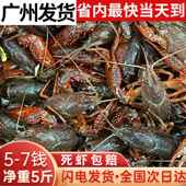 小龙虾鲜活水产5斤567钱兴化清水活虾稻田淡水虾特大龙虾自养自销