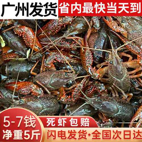 小龙虾鲜活水产5斤67钱兴化清