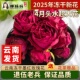 无熏硫 大 墨红玫瑰花茶云南100g 2025冻干新花冠一朵一杯罐装