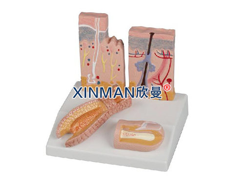 皮肤头发和指甲结构模型