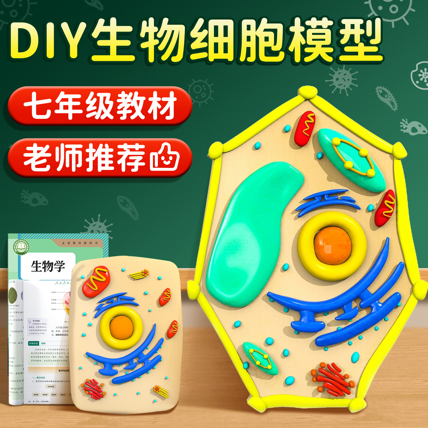 DIY初中生物动植物细胞模型