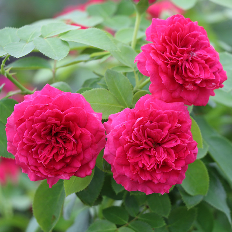 欧月红色达芬奇月季红达月季花苗四季勤花灌木多头月季爬藤植物