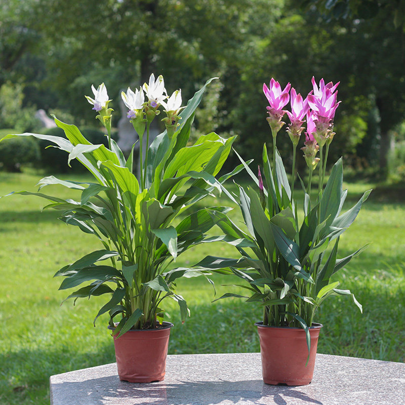 姜荷花盆栽观花植物室内花卉绿植客厅阳台庭院