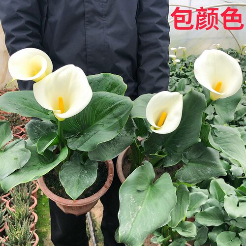 白色马蹄莲花苗盆栽耐阴多年生